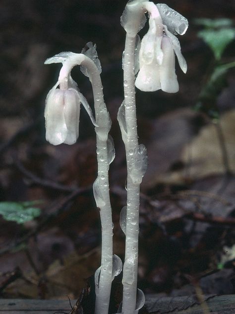 Mohave Ghost, Ghost Plant Tattoo, Ghost Flower Tattoo, Ghost Pipe Flower, Monotropa Uniflora, Ghost Pipe, Ghost Flowers, Milady De Winter, Plant Reference