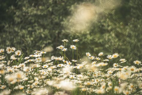 white common daisy flower field photo – Free Plant Image on Unsplash Nature, Field Aesthetic Wallpaper, Common Daisy, Destop Wallpaper, White Background Hd, Daisy Image, Hd Landscape, Linkedin Background Image, Field Wallpaper