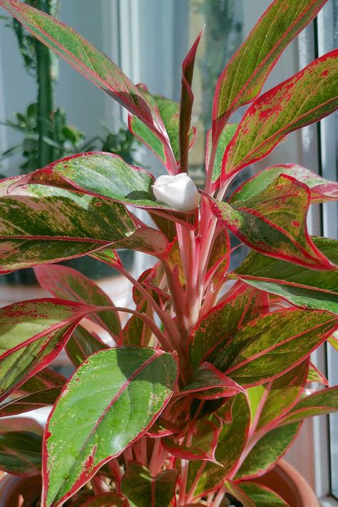 Aglaonema Plant Care, Aglaonema Plant, Colorado Flowers, Chinese Evergreen Plant, Chinese Plants, Home Flower Decor, Bulbous Plants, Bog Garden, Apartment Plants