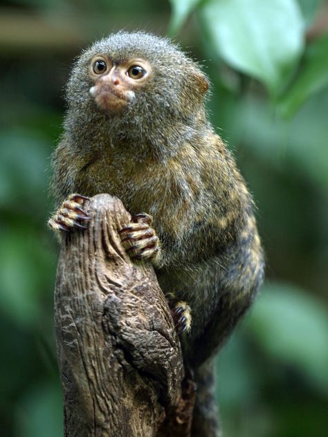 The pygmy marmoset is a small New World monkey native to rainforests of the western Amazon Basin in South America. It is notable for being the smallest monkey and one of the smallest primates in the world at just over 100 grams. Wikipedia Scientific name: Callithrix pygmaea Mass: 0.22 lbs (Adult) Rank: Species Higher classification: Callithrix Tail length: 6.8 – 9 in. (Adult) Body length: 4.6 – 6 in. (Adult, Head and body) Size of territory: 0.00039 – 0.0015 mi² Nature, Pantanal, Marseille, Pygmy Marmoset Monkey, Pygmy Marmosets, Monkey Habitat, Monkey Breeds, Monkey Species, Pygmy Marmoset