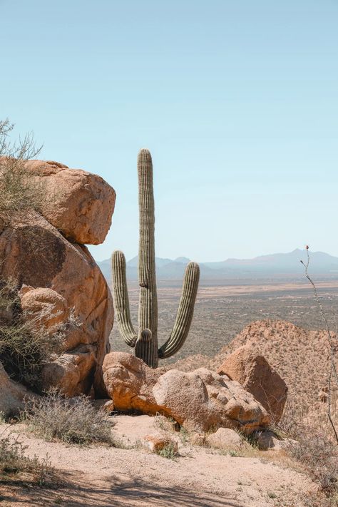 Desert Aesthetic, Saguaro National Park, Desert Dunes, 8 Mile, Desert Photography, Wilde Westen, Desert Dream, Ghost Story, Desert Vibes