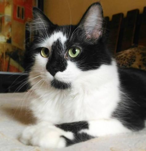 Black And White Tabby Cat, Black And White Cat Names, Black And White Fluffy Cat, Black And White Cat Aesthetic, Pumpkin Cowboy, Dr Pets, Cats Black And White, Girl Cat Names, Black And White Kitty