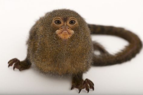 Pygmy Marmoset, Joel Sartore, National Geographic Photographers, Endangered Animals, Animal Species, Silly Animals, Primates, Animal Photo, Cuteness Overload