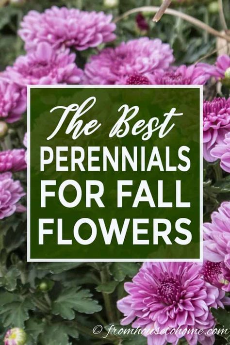 15 of the Best Plants That Bloom In Fall - Gardening @ From House To Home Blooming Perennials, Fall Perennials, Fall Gardening, House To Home, Full Sun Perennials, Full Sun Plants, Best Perennials, Sun Perennials, Perennial Shrubs