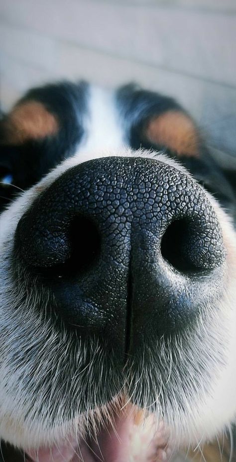 Dog Snout, Animal Noses, Dog Portraits Art, Dog Nose, Cute Dog Pictures, Dog Eyes, Smiling Dogs, Dog Images, Animal Stories