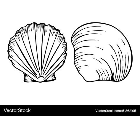 Seashell Sketch, Seafood Shop, Outline Drawing, Outline Drawings, Watercolor Clipart, Vector Graphics, High Res, Png Images, Design Elements