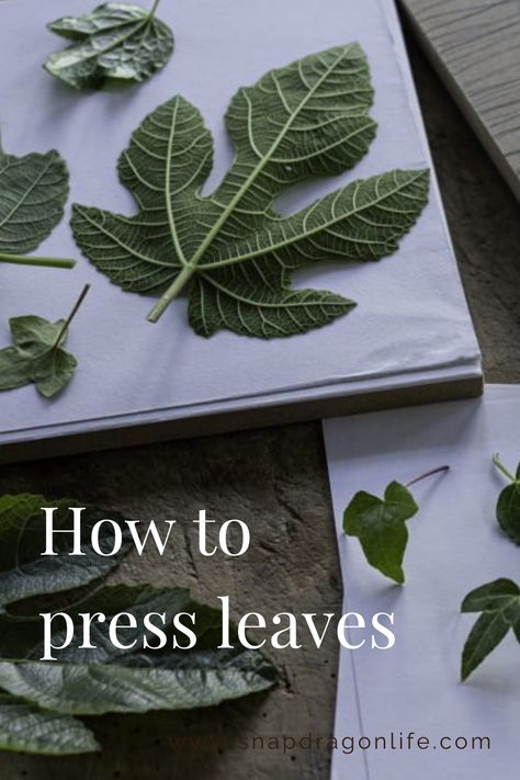 Leaf And Flower Pressing, Press Leaves Diy, How To Dry Leaves For Crafts, How To Dry Leaves, How To Press Leaves, Plant Pressing, Pressing Leaves, Diy Flower Decorations, Preserve Leaves