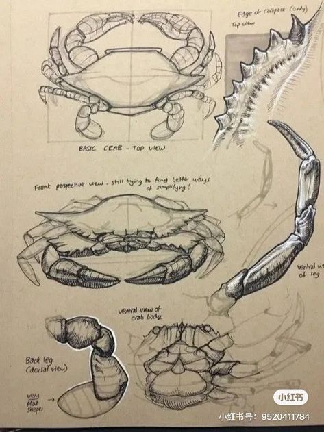 Animal Structure Drawing, Peter Han, Dynamic Drawing, Crab Art, Nature Sketch, Animal Study, Scientific Illustration, Arte Sketchbook, Crustaceans