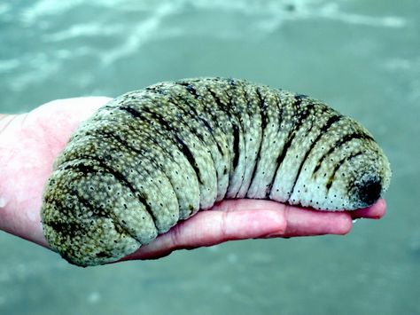 Sea Cucumbers are scavengers that feed on small food items in the benthic zone (seafloor). Description from otlibrary.com. I searched for this on bing.com/images Deep Sea Creatures, Sea Cucumber, Sea Anemone, Interesting Animals, Marine Fish, Aquatic Animals, Reef Tank, Pretty Animals, Weird Creatures