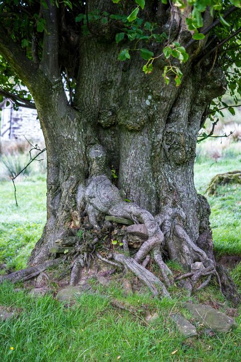 "Lady of the Tree" by Walks in Dreams on Flickr ~ Enchanted tree near Dent in England, called Lady of the Tree. Boom Kunst, Weird Trees, Enchanted Tree, Matka Natura, Tree People, Tree Faces, Belle Nature, Old Tree, Old Trees