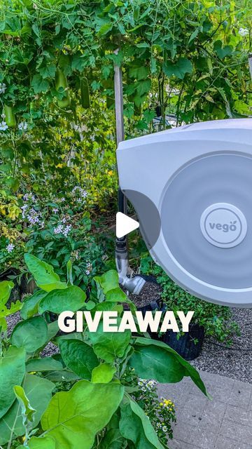 Char + Marv | Planted in the Garden on Instagram: "GIVEAWAY🚨

We have partnered with @vego_garden to give one lucky winner a chance to win a 🌱Vego Retractable Hose Reel Set! Discover the convenience of a retractable garden hose, making watering your garden easy peasy!

To ENTER giveaway simply:
🌱FOLLOW @vego_garden & @plantedinthegarden
🌱Like this post
🌱Tag 3 friends in the comments
🌱Share to your story for an extra entry (tag me)

Start Date: Sept 10, 2024
End Date: Sept 13, 2024
Winner’s Announcement: Sept 14, 2024

Giveaway will run until Sept 13th and is open for U.S & Canada residents only. Winner will be randomly selected & contacted by us via DM.

Good luck and Happy Gardening! 🌿

#giveaway #vegohosereel #gardening #gardeningtips #gardeninghacks" Retractable Hose Reel, Vego Garden, Retractable Hose, Hose Reel, Instagram Giveaway, 3 Friends, Easy Peasy, Garden Hose, In The Garden