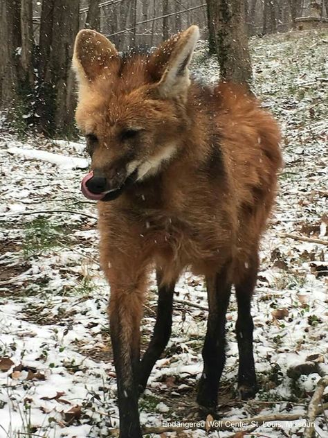 Maned Wolf Mained Wolves, Maned Wolf Aesthetic, Maned Wolf Therian Mask, Maned Wolf Drawing, Maned Wolf Art, Manned Wolf, Maned Wolves, Tattoo Deer, Maned Wolf