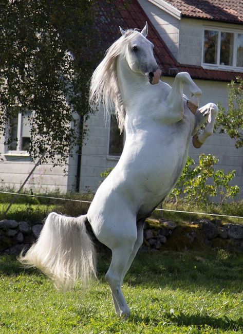 Lipizzaner Life Support Machine, Lippizaner, South Tyneside, Grey Horse, Horse Breeds, Wild Horses, Ancient Times, Beautiful Horses, Cute Animals