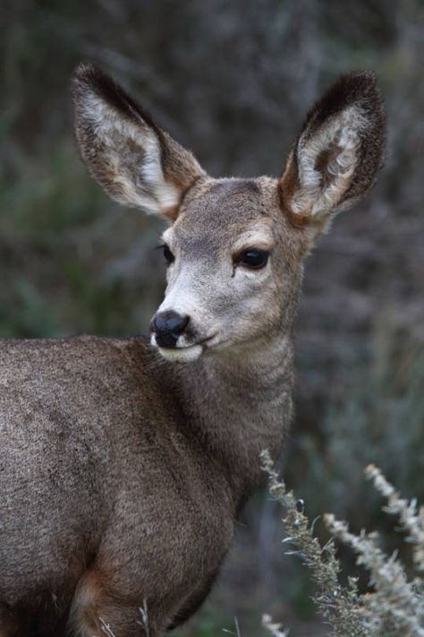 Young mule deer doe Deer Reference, Whitetail Deer Pictures, Deer Photography, Majestic Deer, Deer Photos, Canadian Wildlife, Deer Doe, Deer Pictures, Deer Illustration