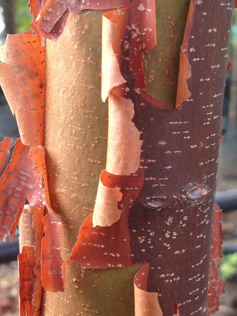 Maple Tree Bark, Paperbark Maple, Architectural Plants, Cat Garden, Maple Tree, Japanese Maple, Deciduous Trees, Tree Bark, Pretty Patterns