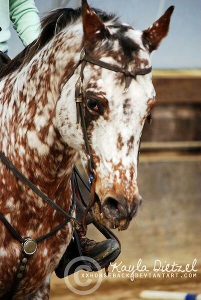 Bay Marbled Appaloosa Bay Appaloosa, Horse Appaloosa, Unusual Horse, Leopard Blanket, Horse Coat Colors, Snow Cap, Appaloosa Horse, Appaloosa Horses, Majestic Horse