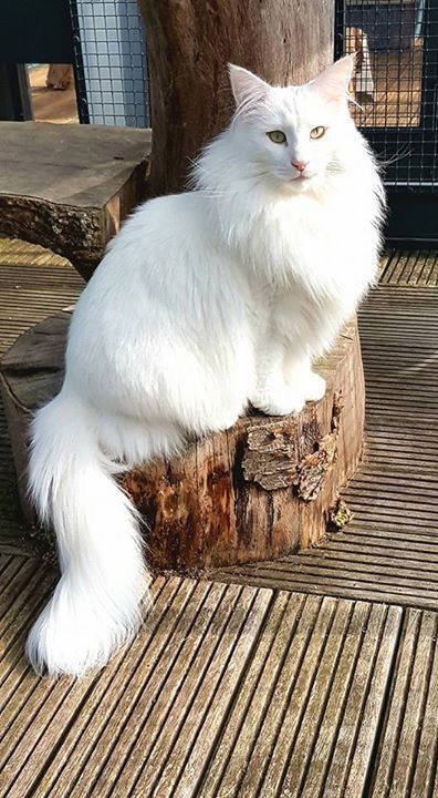 Norwegian Forest Cat White, Black Norwegian Forest Cat, Lackadaisy Oc, Norwegian Cat, Cottagecore Cat, Cat References, Domestic Cat Breeds, Rare Cats, Cat Reference