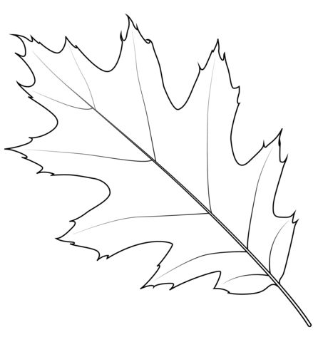 Tattoo Leaf Designs, Red Oak Tattoo, Red Oak Leaf Tattoo, Oak Leaf Drawing, Maple Leaf Outline Tattoo, Oak Leaf Sketch, Oak Leaf Stencil, Oak Leaf Tattoo, Oak Leaf Outline