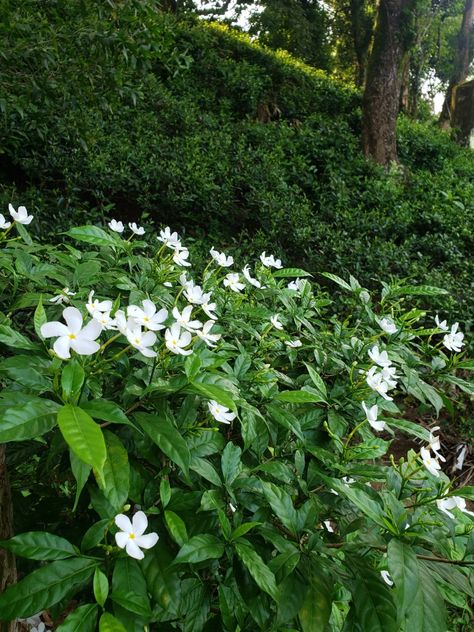 Nature, Crape Jasmine Flower, Tabernaemontana Divaricata, Jasmine Tree, Ornamental Shrubs, Graduation Things, Pinwheel Flower, Jasmine Plant, Flower Picture