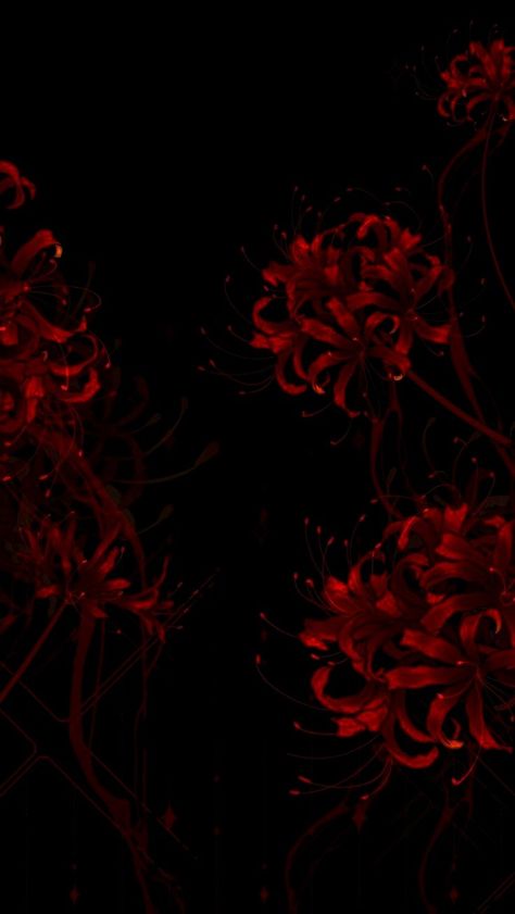 Dark Red And Black Wallpaper, Red And Black Wallpaper Aesthetic, Red Spider Lily Aesthetic, Red Spider Lily Wallpaper, Spider Lily Wallpaper, Red Flower Background, Blood Wallpaper, Whats Wallpaper, Lily Wallpaper