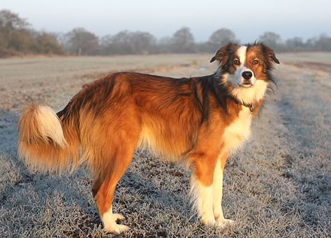 Welsh Sheepdog Welsh Sheepdog, Scotch Collie, English Dogs, Tattoos For Dog Lovers, English Shepherd, Frosty Morning, Dog Poses, Gorgeous Cats, Herding Dogs