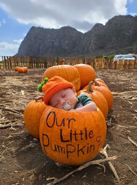 2 Month Pumpkin Pictures, Pumpkin Patch Stroller Costume, 1 Month Old Pumpkin Pictures, 1 Month Old Halloween Pictures, Baby Pumpkin Pictures Newborn, Infant Pumpkin Patch Pictures, Newborn Pumpkin Patch Pictures, Baby In A Pumpkin Photo Ideas, Newborn Pumpkin Pictures