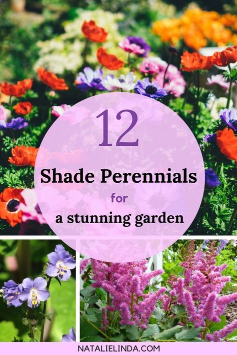 These beautiful shade perennials are the perfect addition to shade gardens! Use them as ground cover, landscape borders, and to brighten up sheltered areas of your yard! Part Shade Perennials, Shade Loving Perennials, Landscape Borders, Shade Garden Plants, Shade Gardens, Best Perennials, Sun Perennials, Shade Flowers, Shade Perennials