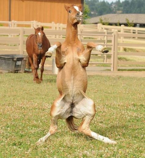 16 Silly Horses Whose Expressions Would Make Your Day So Much Better - I Can Has Cheezburger? Thinking Meme, Dog Doing Yoga, Hilarious Animals, Horse Dance, Funny Horses, Horse Wallpaper, Humor Videos, Funny Horse, Cute Horses