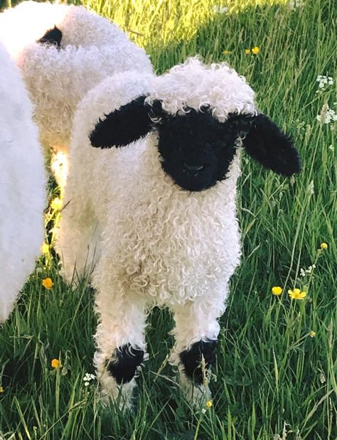 Valais Blacknose Sheep Switzerland, Sheep, Natural Lawn, Blacknose Sheep, Valais Blacknose, Valais Blacknose Sheep, Natural Farming, Sheep Breeds, Black And White