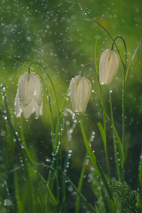 Flowers In The Rain, Wild Bluebell, Smell Of Rain, Rain Painting, Good Night Flowers, Macro Flower, No Rain No Flowers, Spring Rain, Celtic Tree