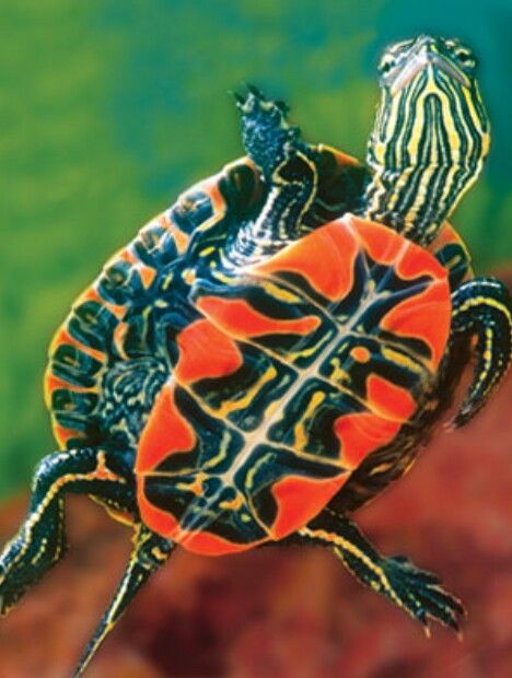 painted turtle... look at that sweet red belly...Too Cute! :) Western Painted Turtle, Land Turtles, Turtle Care, Painted Turtle, Tortoise Care, Turtle Time, Galapagos Tortoise, Aquatic Turtles, Pet Turtle