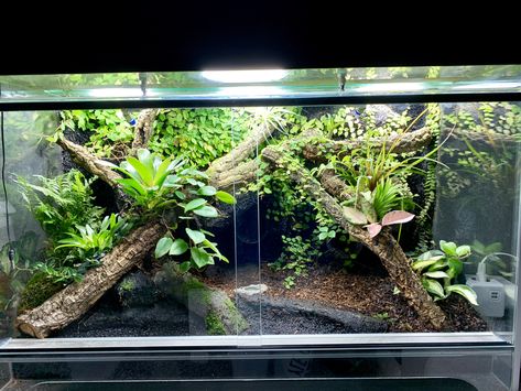 Emperor Scorpion Terrarium, Snake Terrarium Decor, Bioactive Snake Terrarium, Asian Forest Scorpion Enclosure, Reptile Paludarium, Scorpion Terrarium, Snake Terrarium Ideas Ball Python, Snake Terrarium Ideas, Reptile Terrarium Ideas