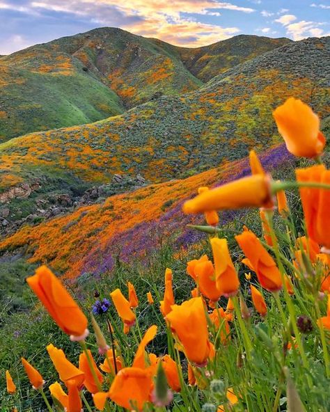 🇻​🇦​🇱​🇪​🇷​🇮​🇦 on Instagram: "Happy 1st day of SPRING!🪻🌸🌼🌷 #spring #springtime #superbloom #fieldflowers #flowers #wildflowers #cali #california #socal #californiasuperbloom #poppies" Happy 1st Day Of Spring, California Poppy Flower, Whimsy Garden, 1st Day Of Spring, California Wildflowers, California Poppies, Central California, California Poppy, 1st Day