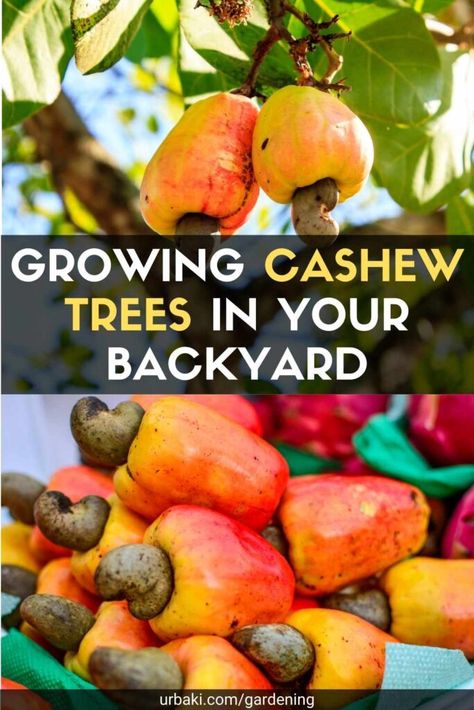 Do you love chewing cashews in nut cans? Growing cashew trees at home are entirely possible if you live in a tropical or subtropical region, so you can have your own supply ready. Most people don't think of growing Brazil nuts at home the way they do fruit trees, but it's not as difficult as you might think. You need the right environment and the right tricks to grow cashew nuts successfully. Can't wait to dig? Let's start. Cashews (Anacardium occidentale) originate from the islands of the... Cashew Plant, Cashew Nut Tree, Tree Arborist, Cashew Tree, Hazelnut Tree, Tropical Greenhouses, Nut Trees, Brazil Nuts, Diy Raised Garden