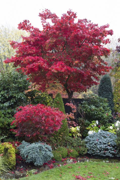 Maple Tree Landscape, Japanese Maple Garden, Acer Trees, Tree In Autumn, Japanese Garden Landscape, Japanese Maple Tree, Acer Palmatum, Garden Aesthetic, Red Tree