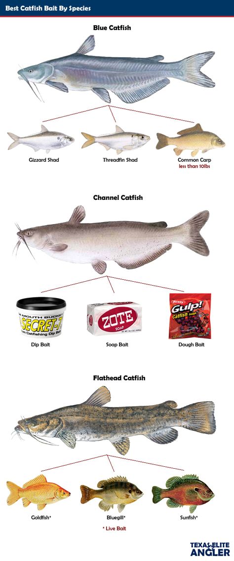 Best Catfish Bait, Catfish Rigs, Blue Catfish, Channel Catfish, Catfish Bait, Angel T Shirt, Catfish Fishing, Fly Fishing Tips, Bass Fishing Tips