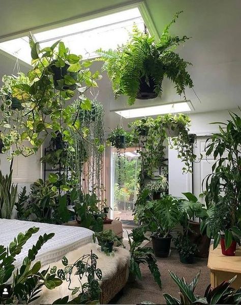 Deco Jungle, Sunny Sunday, Plant Decor Indoor, Plant Photography, Interior Plants, Plant Aesthetic, House Plants Decor, Room With Plants, House Plants Indoor