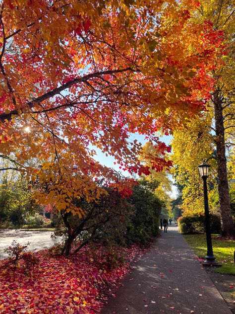 Oregon Aesthetic, Aesthetic Leaves, Trees Autumn, Park Aesthetic, Autumn Instagram, Fall Trees, Autumn In New York, Leaves Autumn, Changing Leaves