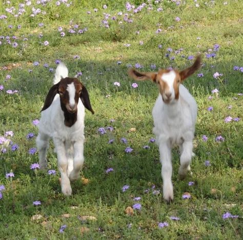 Urban Exploring, Cottage Core Aesthetic, Baby Goats, Cottagecore Aesthetic, + Core + Aesthetic, Cute Creatures, The Grass, Nature Aesthetic, 귀여운 동물