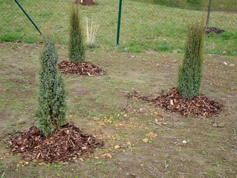 Juniper Landscaping, Skyrocket Juniper, Juniper Plant, Juniper Bush, House Landscape, Propagating Plants, Moon Glow, All About Plants, The Landscape