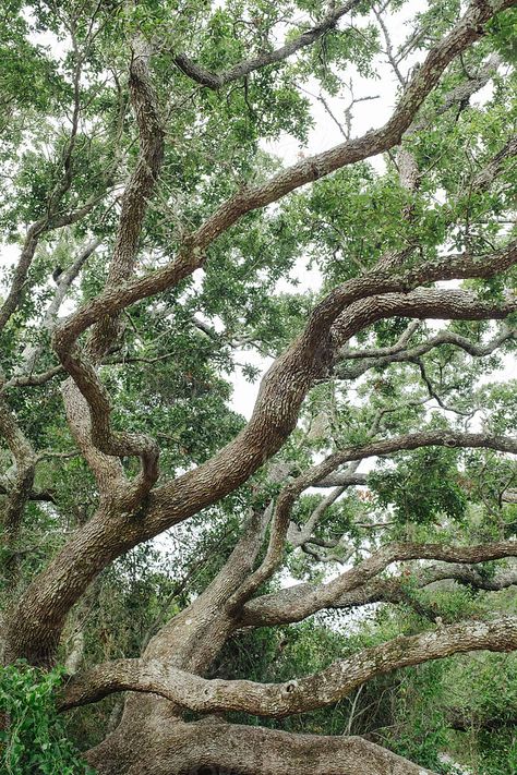 Nature, Twisted Oak Tree, Twisted Tree Branches, Tree Branches Aesthetic, Tree Branch Aesthetic, Oak Tree Forest, Tree Branch Reference, Tree Reference Photography, Tree Branches Photography