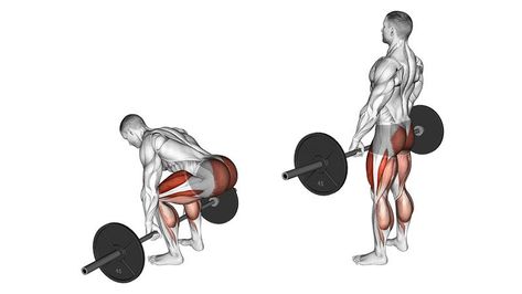 5 Best Lower Back Exercises & Workout - The Trend Spotter Best Lower Back Exercises, Barbell Lifts, Shoulder Dislocation, Barbell Deadlift, Good Back Workouts, Upper Back Muscles, The Trend Spotter, Lower Back Muscles, Leg Day Workouts