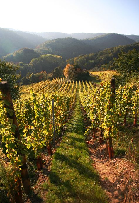 Vineyard, Alsace, France House With Vineyard, French Vineyard Aesthetic, Vineyards Aesthetic, Home Vineyard, Mediterranean Vineyard, Vineyard Astethic, Italy Vineyards Aesthetic, Provence Vineyard, South Of France Vineyards