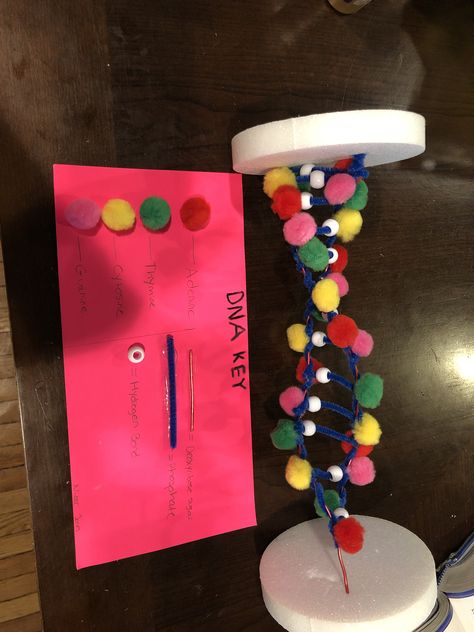 DNA Molecule Project ideas Dna Ornaments Diy, Dna Molecule Project, Dna Model Project Ideas Biology, Dentist School, Dna Model Project, Dna E Rna, Dna 3d, Bio Project, Molecule Model