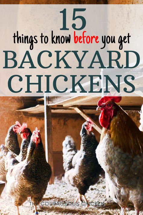 Here is all you need to know before you get chickens. Raising chickens is not all fluffy baby chicks and fresh eggs.Before you get chickens you need to know about all the aspect of caring for chickens so that you know what you are getting yourself into. Raising Turkeys, Baby Chicks Raising, Raising Ducks, Raising Chicks, Backyard Chicken Farming, Chickens And Ducks, Raising Backyard Chickens, Raise Chickens, Chicken Farming