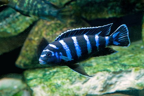 Pseudotropheous demasoni - ~4" Mbuna cichlid, non-aggressive (?differing info) recomended to keep a minimum of 12 to disperse aggression Mbuna Cichlids, African Cichlid Tank, African Cichlid Aquarium, Lake Malawi Cichlids, Cichlid Aquarium, Malawi Cichlids, Cichlid Fish, Ikan Air Tawar, Tropical Aquarium