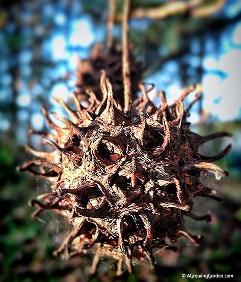 Sweet Gum Balls, Witches Balls, Witches Burrs Sweet Gum Balls Witchcraft, Sweet Gum Balls Crafts, Sweetgum Crafts, Garden Witchcraft, Witches Burrs, Sweet Gum Tree, Granny Magic, Magical Item, Witch Balls