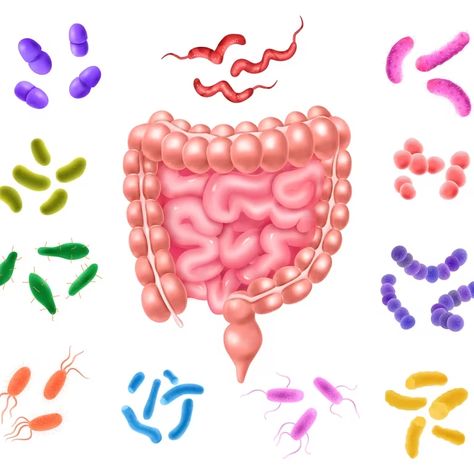 Desde la gestación hasta la adultez: cuáles son los 10 aspectos poco conocidos de la microbiota intestinal - Infobae Parasite Cleanse, Gastrointestinal System, Cold Medicine, Flora Intestinal, Hydrating Drinks, Gut Microbiota, Digestion Process, Animal Protein, Beneficial Bacteria