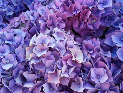 Lawn Ideas, Purple Flowering Plants, Purple Flowers Garden, Hydrangeas Art, Flower Garden Plans, Hydrangea Bloom, Hydrangea Care, Landscape Plants, Garden Inspo