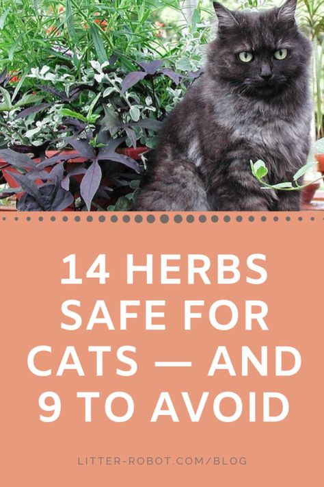 Herbs Safe For Cats, Cat Friendly Herb Garden, Indoor Grass For Cats, Cat Herb Garden, Cat Safe Herbs, Cat Friendly Herbs, Herbs For Cats, Indoor Cat Garden, Feline Acne